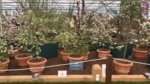 Frank P Matthews trees